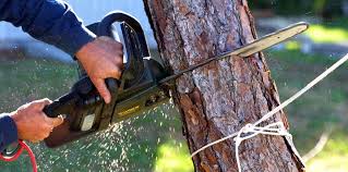 Tree and Shrub Care in Tahoma, CA